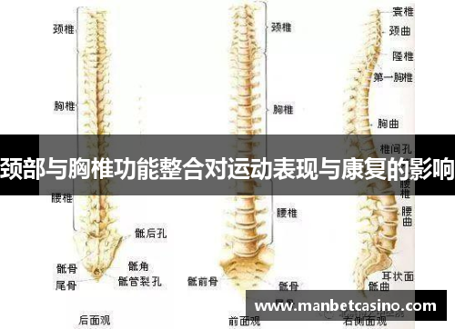 颈部与胸椎功能整合对运动表现与康复的影响